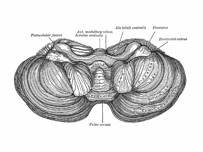 Under surface of the cerebellum.