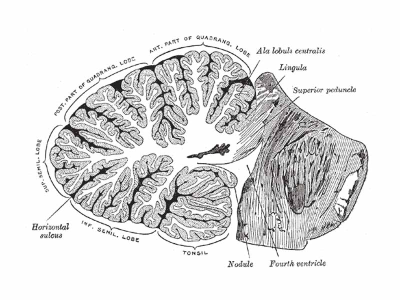 Sagittal section of the cerebellum, near the junction of the vermis with the hemisphere.