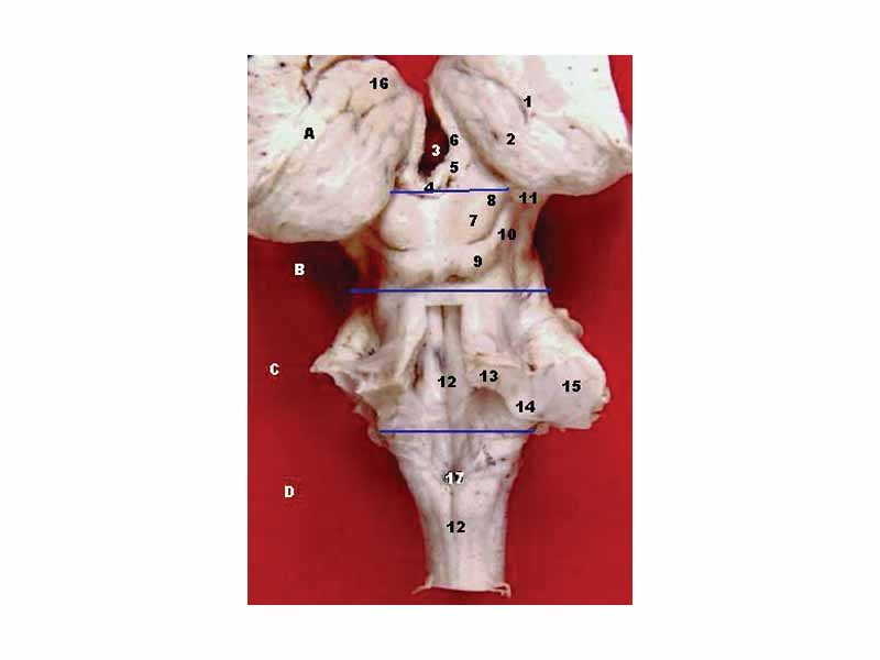 1. Taenia choroidea (and lateral: Lamina affixa, Stria terminalis)  -     2. Thalamus, Pulvinar thalami  -     3. (Ventriculus tertius)  -     4. Stalk of Glandula pinealis  -     5. Habenula  -     6. Stria medullaris  -     7. Colliculus superior  -     8. Brachium colliculi superioris  -     9. Colliculus inferior  -    10. Brachium colliculi inferioris  -    11. Corpus geniculatum mediale  -    12. Sulcus medianus  -    13. Pedunculus cerebellaris superior  -    14. Pedunculus cerebellaris inferior  -    15. Pedunculus cerebellaris medius  -    16. Tuberculum anterius thalami  -    17. Obex, Area postrema  -    -  A: Thalamus, B: Mesencephalon, C: Pons, D: Medulla oblongata