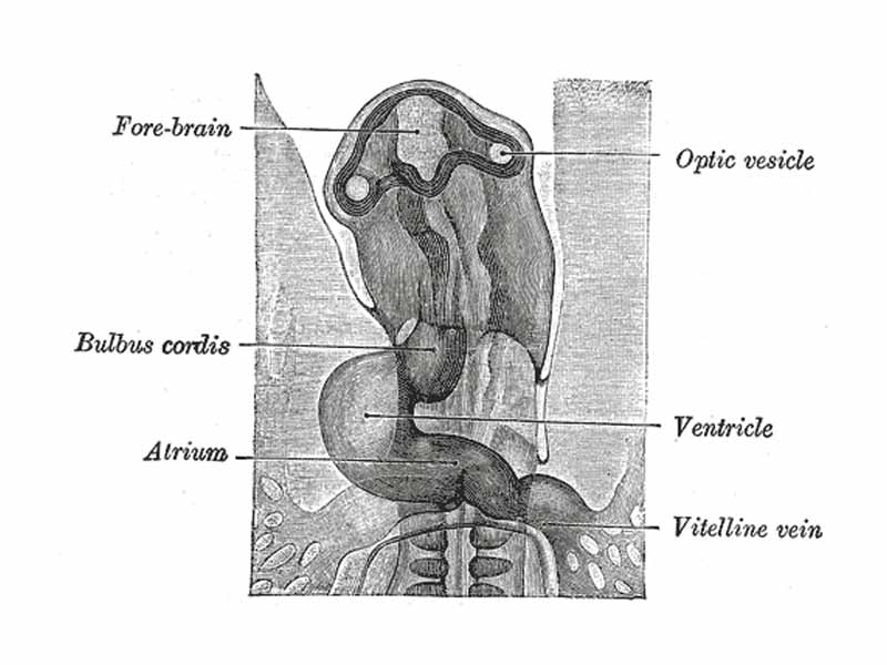 Head of chick embryo of about thirty-eight hours’ incubation, viewed from the ventral surface. X 26