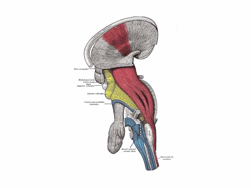 Deep dissection of brain-stem. Lateral view.