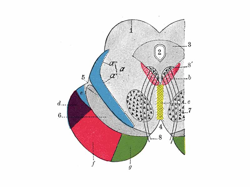 Coronal section through mid-brain.