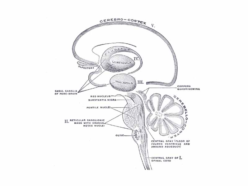 Schematic representation of the chief ganglionic categories (I to V).