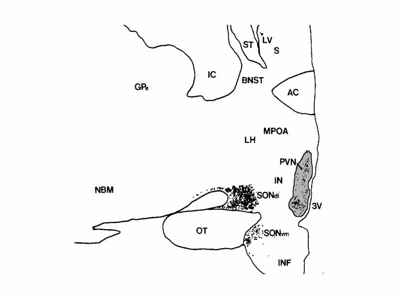 Human paraventricular nucleus (PVN) in this coronal section is indicated by the shaded area. Dots represent vasopressin (AVP) neurons (also seen in the supraoptic nucleus, SON). The medial surface is the 3rd ventricle (3V), with more lateral to the left.