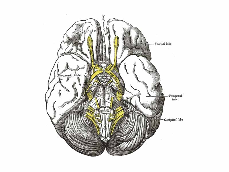 Base of brain.