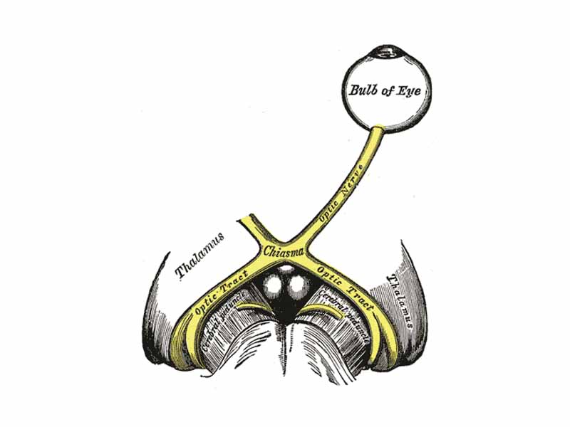 The left optic nerve and the optic tracts.