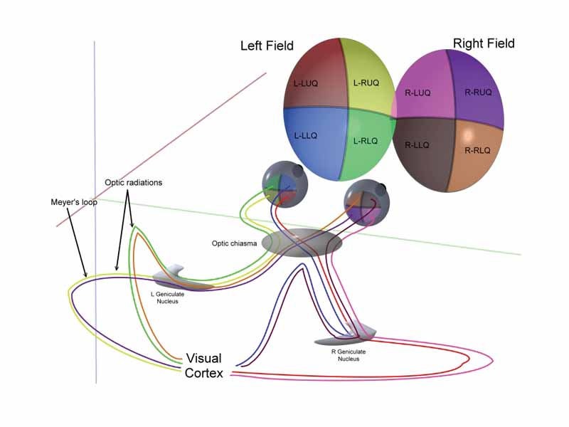 3D schematic representation of optic tracts