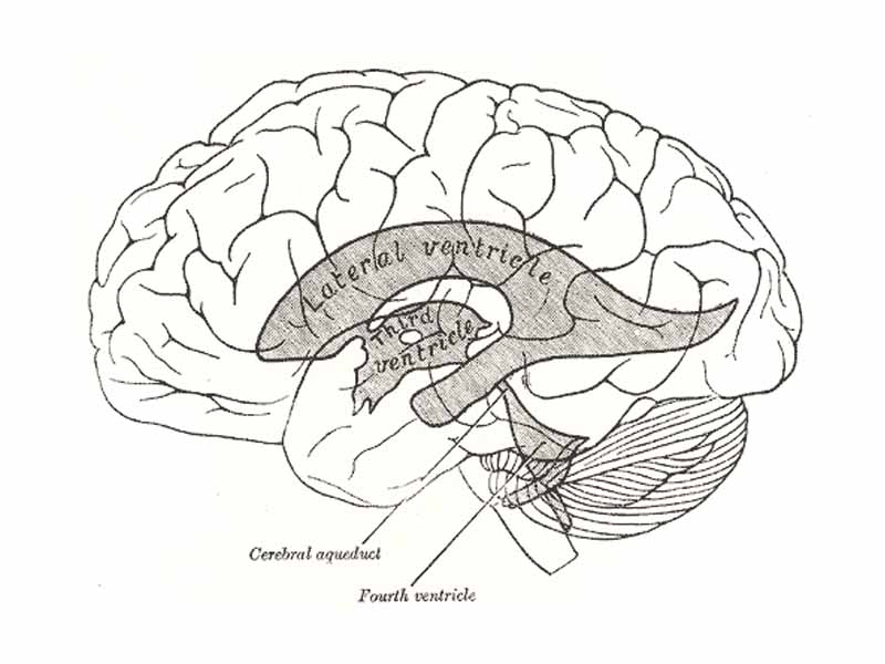 Scheme showing relations of the ventricles to the surface of the brain.