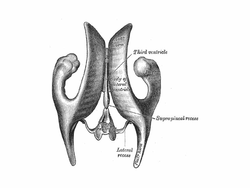 Drawing of a cast of the ventricular cavities, viewed from above.