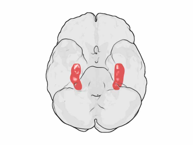 The hippocampus is structurally located inside the medial temporal lobe of the brain. (In this illustration of the underside of the brain, the frontal lobe of the brain is at the top, while the occipital lobe is at the bottom.)