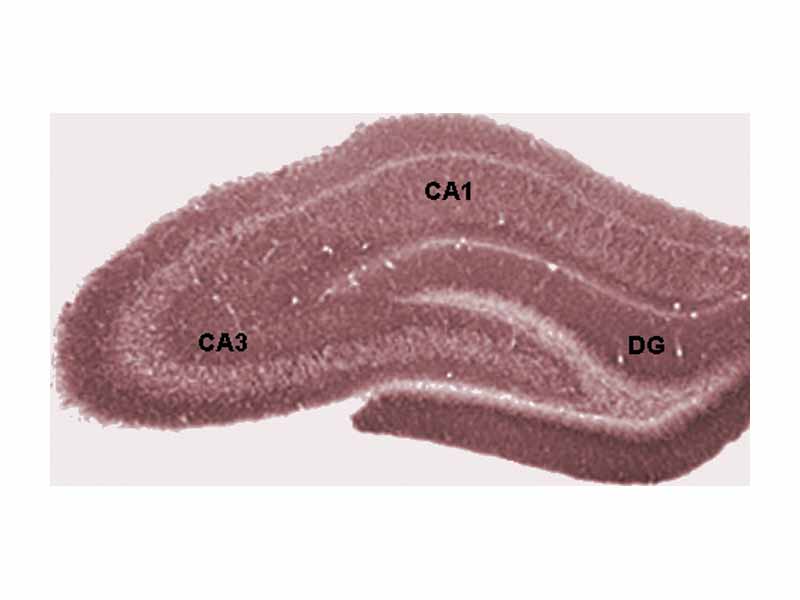 Diagram of hippocampal regions. DG: Dentate gyrus.