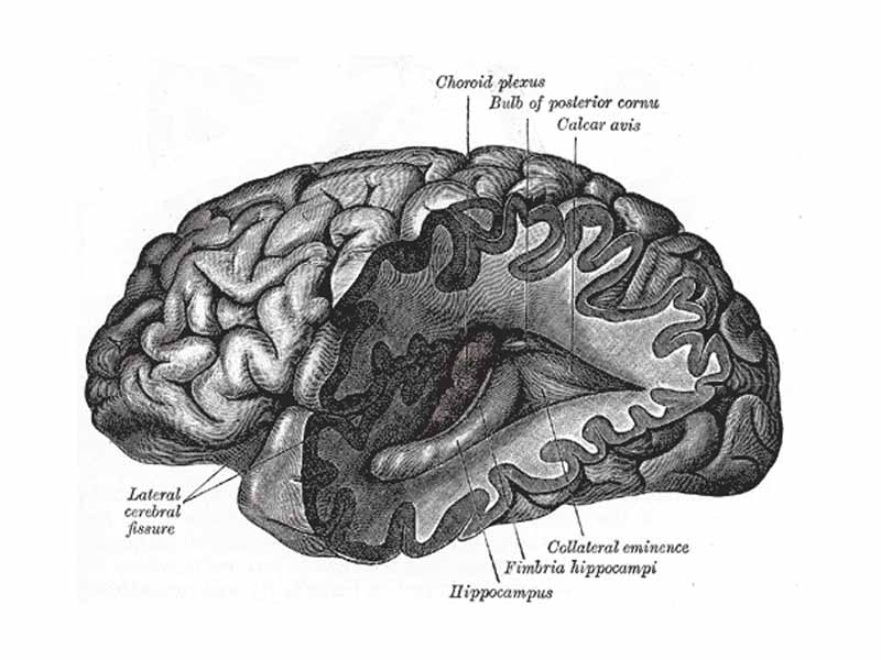 Posterior and inferior cornua of left lateral ventricle exposed from the side.