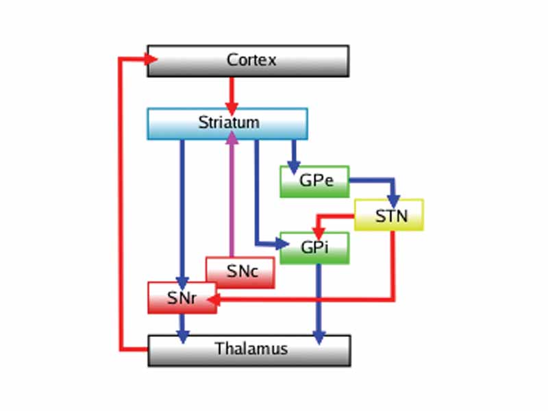 Connectivity Diagram showing glutamatergic pathways as red, dopaminergic as magenta and GABA pathways as blue.