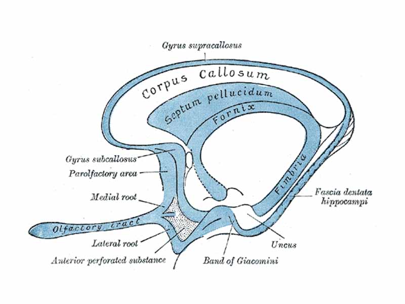 Scheme of rhinencephalon