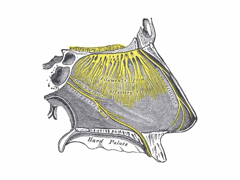 Nerves of septum of nose. Right side. (Olfactory T. Bulb visible at upper left.)