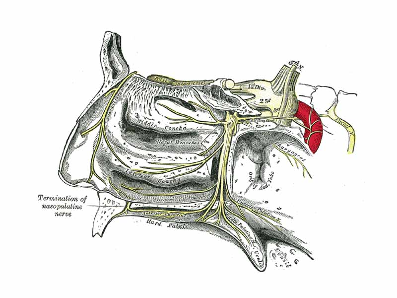 The pterygopalatine ganglion and its branches.