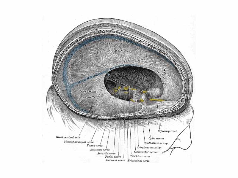 Dura mater and its processes exposed by removing part of the right half of the skull, and the brain.