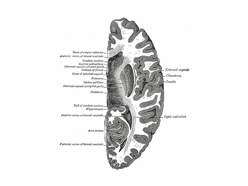 Horizontal section of right cerebral hemisphere.