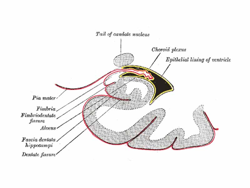 Coronal section of inferior horn of lateral ventricle.