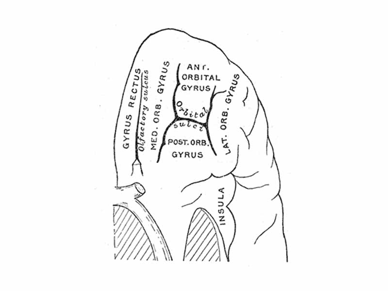 Orbital surface of left frontal lobe.