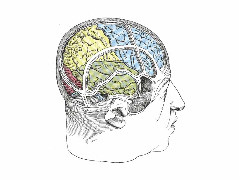 Drawing to illustrate the relations of the brain to the skull.