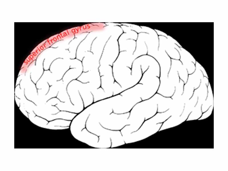 Superior frontal gyrus of the human brain.