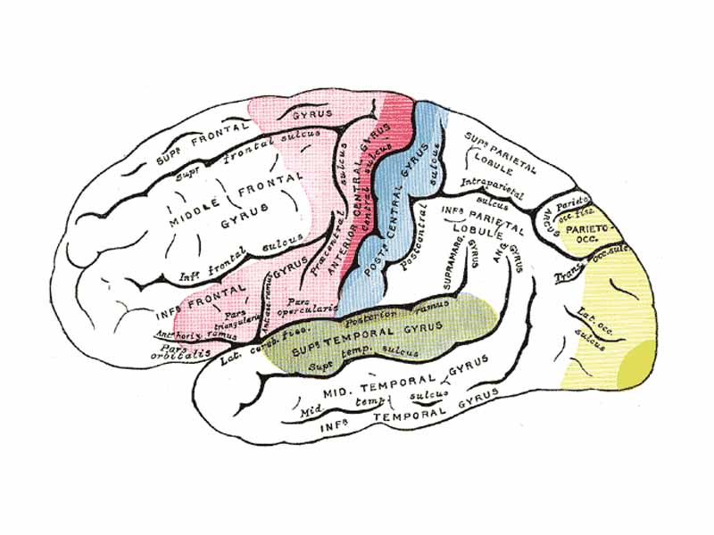 Areas of localization on lateral surface of hemisphere. Motor area in red. Area of general sensations in blue. Auditory area in green. Visual area in yellow.