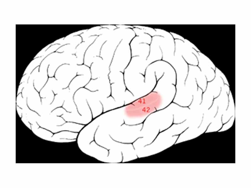 Brodmann areas 41 42 in the temporal lobe.  Primary auditory cortex.