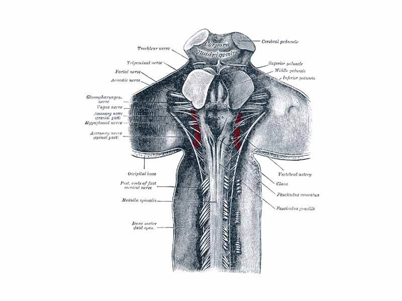 Upper part of medulla spinalis and hind- and mid-brains; posterior aspect, exposed in situ.