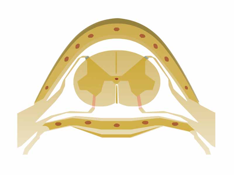 A closer look at the Spinal cord nested in the vertebral column.