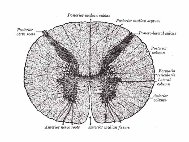 Cross-section through the spinal cord at the mid-thoracic level.