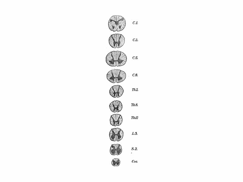 Cross-sections of the spinal cord at varying levels.