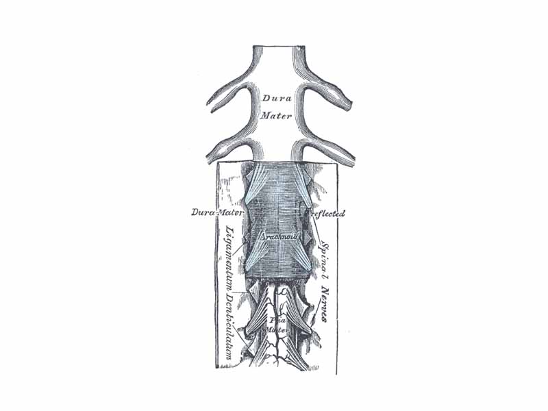 The medulla spinalis and its membranes.