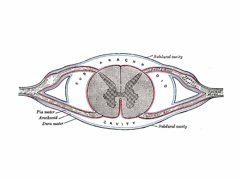 Diagrammatic transverse section of the medulla spinalis and its membranes. (At border, dura mater is black line, arachnoid mater is blue line, and pia mater is red line.)