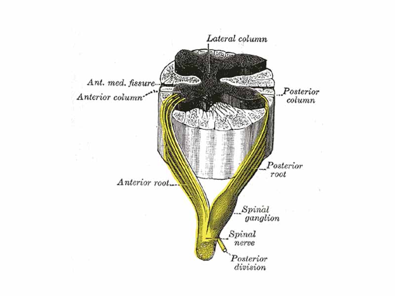 A spinal nerve with its anterior and posterior roots. The dorsal root ganglion is the spinal ganglion, following the posterior/dorsal root.