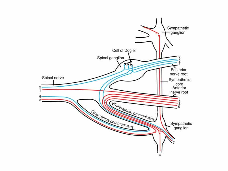 Scheme showing structure of a typical spinal nerve.  -  1. Somatic efferent.  -  2. Somatic afferent.  -  3,4,5. Sympathetic efferent.  -  6,7. Sympathetic afferent.