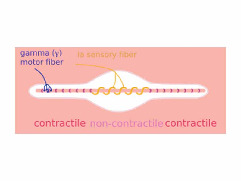 A muscle spindle, with gamma motor and Ia sensory fibers