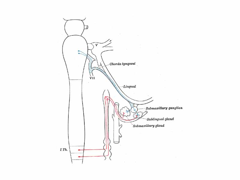 Parasympathetic connections of the submaxillary and superior cervical ganglia. (Submaxillary ganglion labeled at center right.)