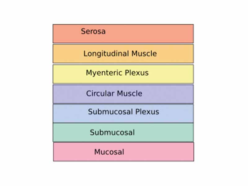 The enteric nervous system is embedded in the lining of the gastrointestinal system.