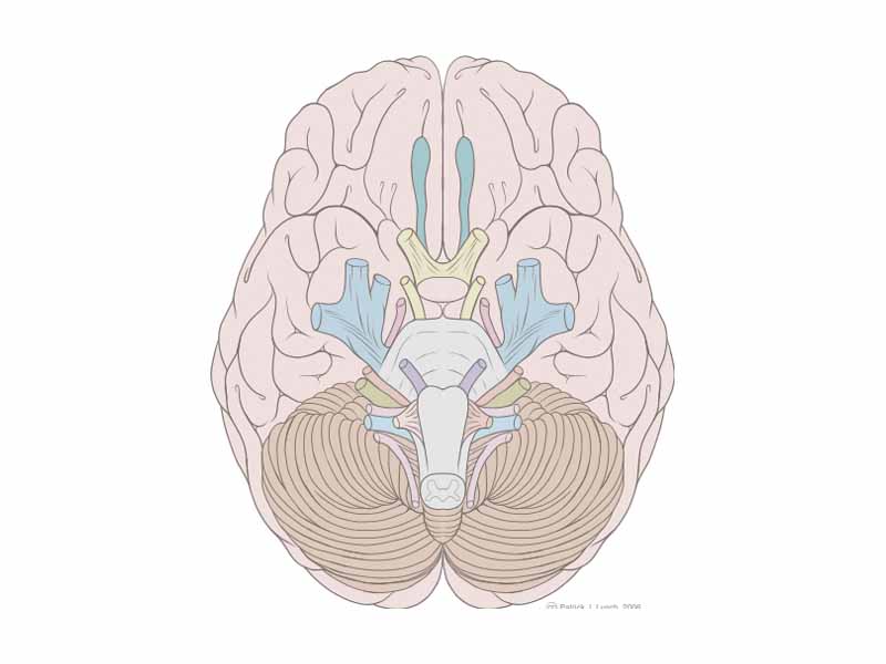 Cranial nerves