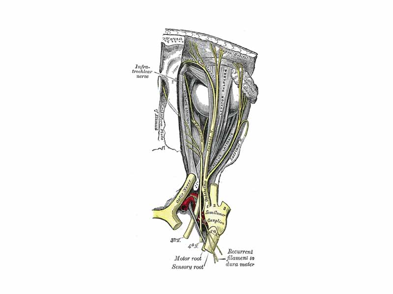 Nerves of the orbit. Seen from above.  Optic nerve and Oculomotor nerves both shown.