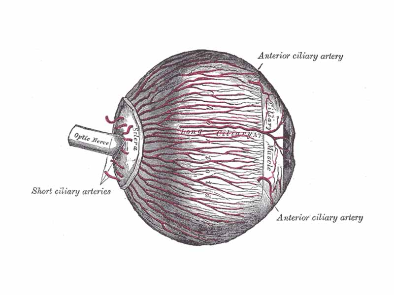 The arteries of the choroid and iris. The greater part of the sclera has been removed.