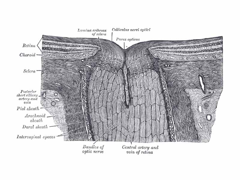 The terminal portion of the optic nerve and its entrance into the eyeball, in horizontal section.