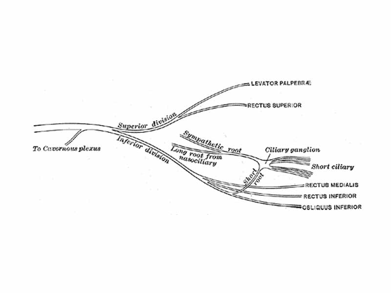 Plan of oculomotor nerve.