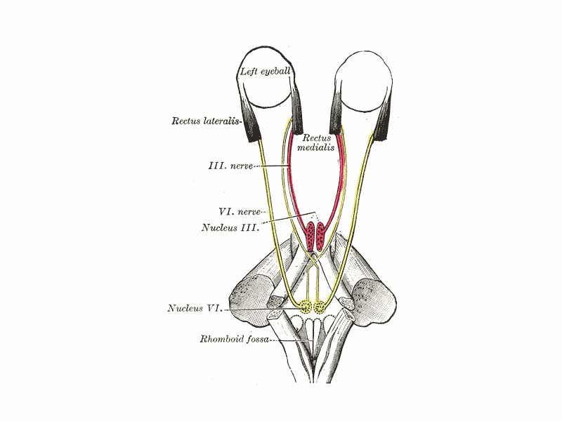 Figure showing the mode of innervation of the Recti medialis and lateralis of the eye.