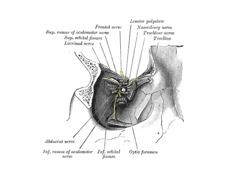 Dissection showing origins of right ocular muscles, and nerves entering by the superior orbital fissure.