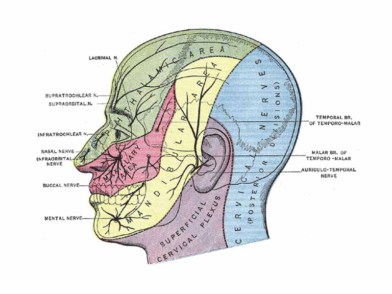 Dermatome Distribution of the Trigeminal Nerve