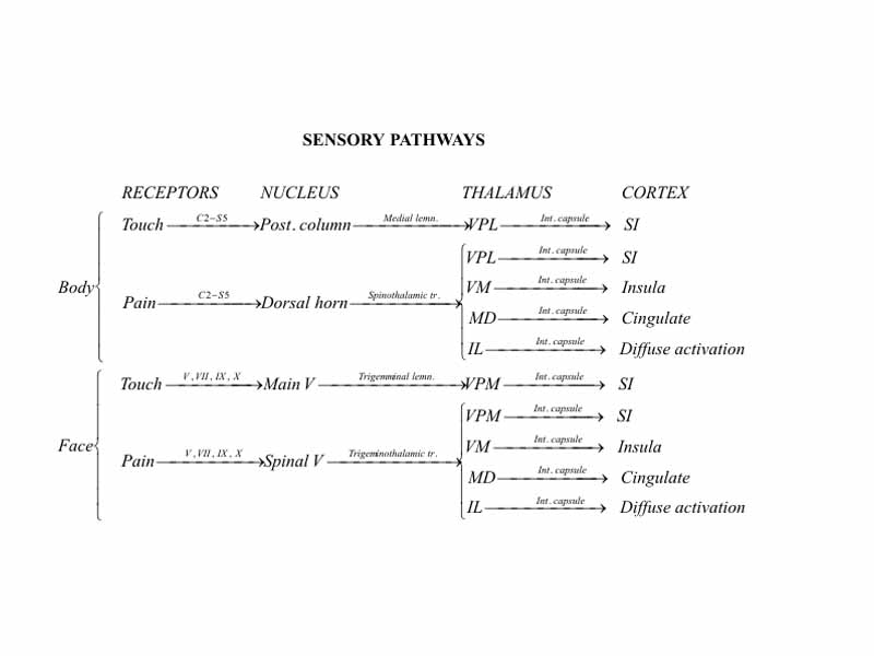 Sensory pathways are often depicted as chains of individual neurons connected in series. This is an oversimplification. Sensory information is processed and modified at each level in the chain by interneurons and by input from other areas of the nervous system.