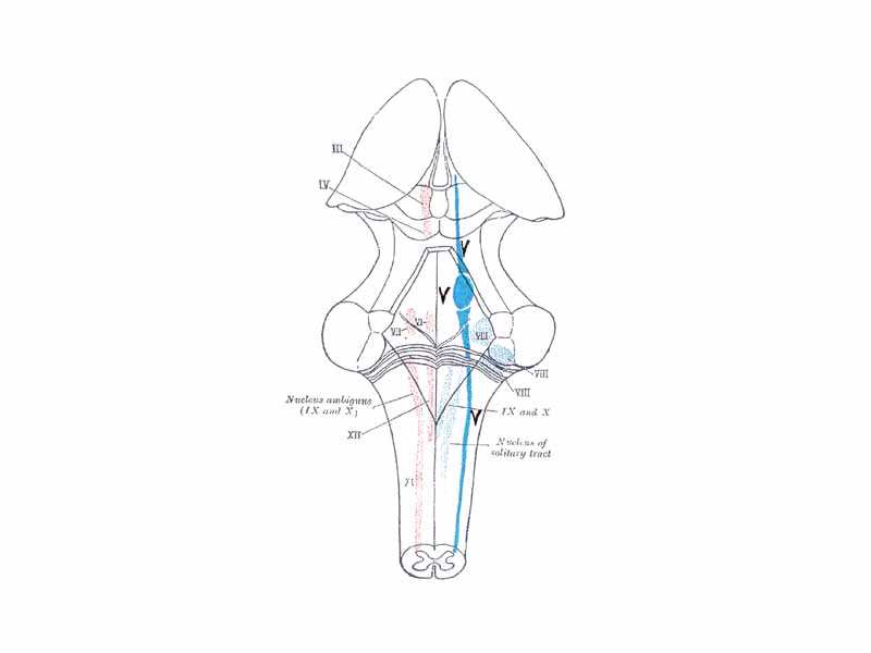 Brainstem Nuclei: Red = Motor; Blue = Sensory; Dark Blue = Trigeminal Nucleus