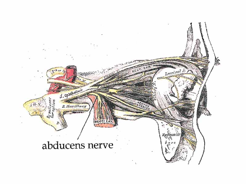 Abducens nerve